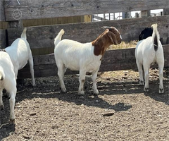 50 Purebred Boer - Does