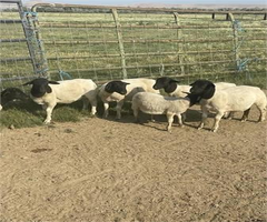 17 Full Blood Dorper  Ewes